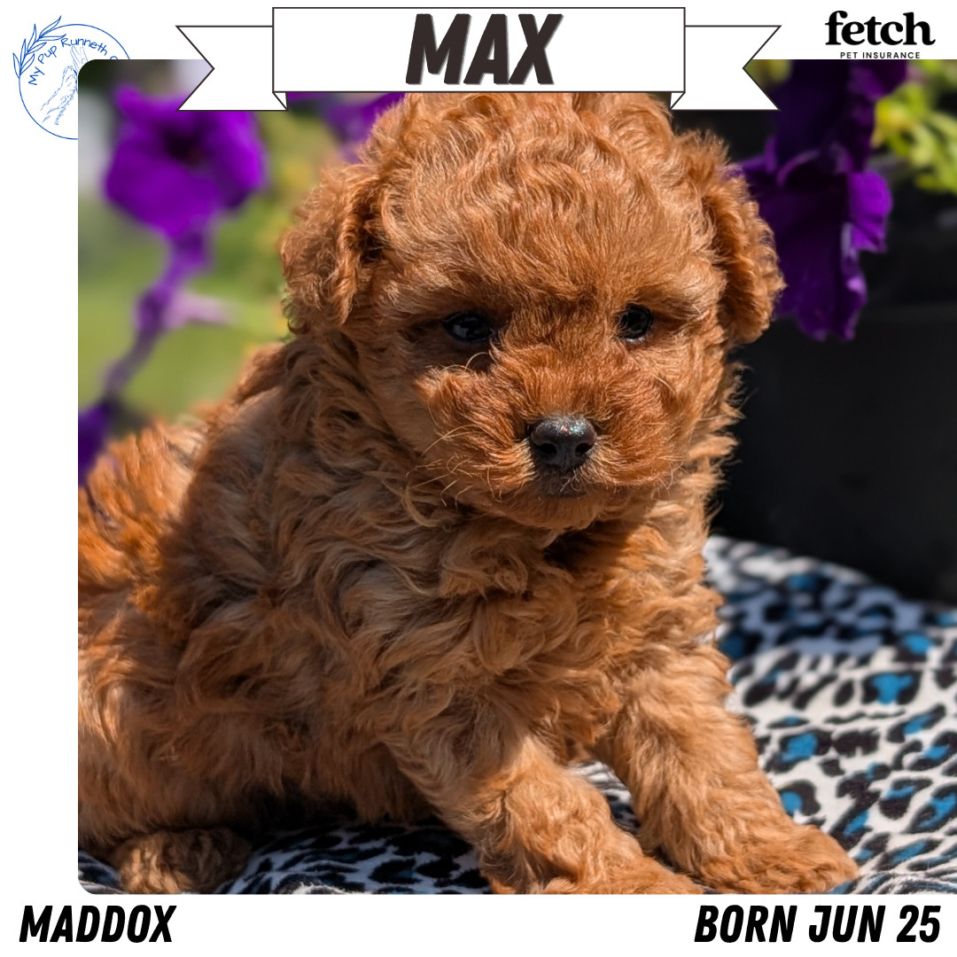 TOY POODLE (JUN 25) MALES