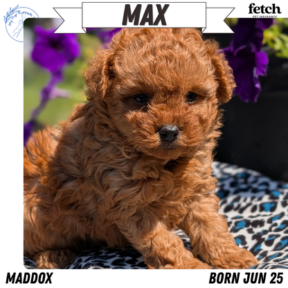 TOY POODLE (JUN 25) MALES
