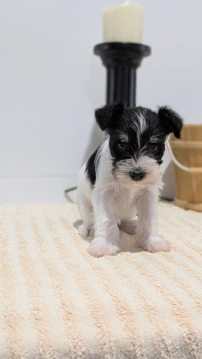 MINI SCHNAUZER (02/18) FEMALE