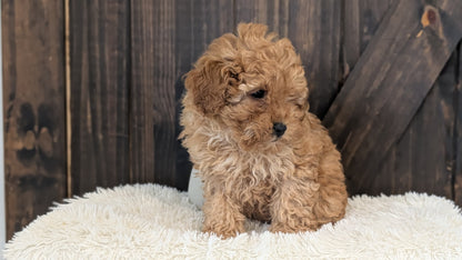 TOY POODLE (DEC 25) MALE