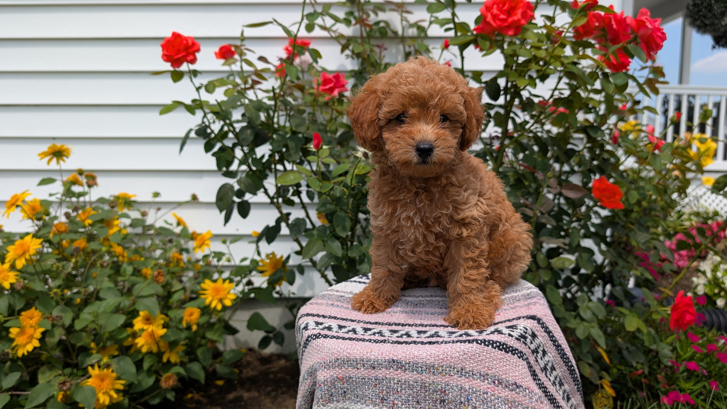 TOY POODLE (05/31) MALE