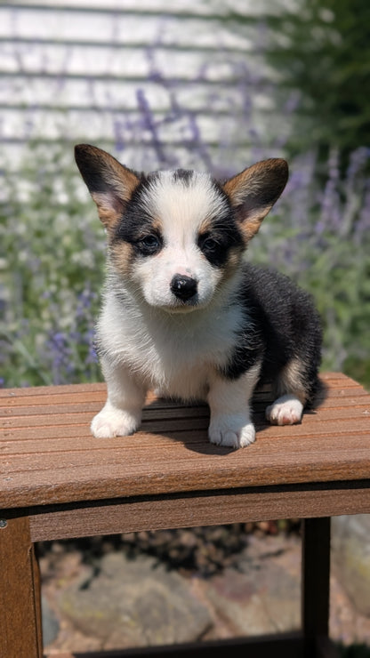 CORGI (JUN 08) MALES