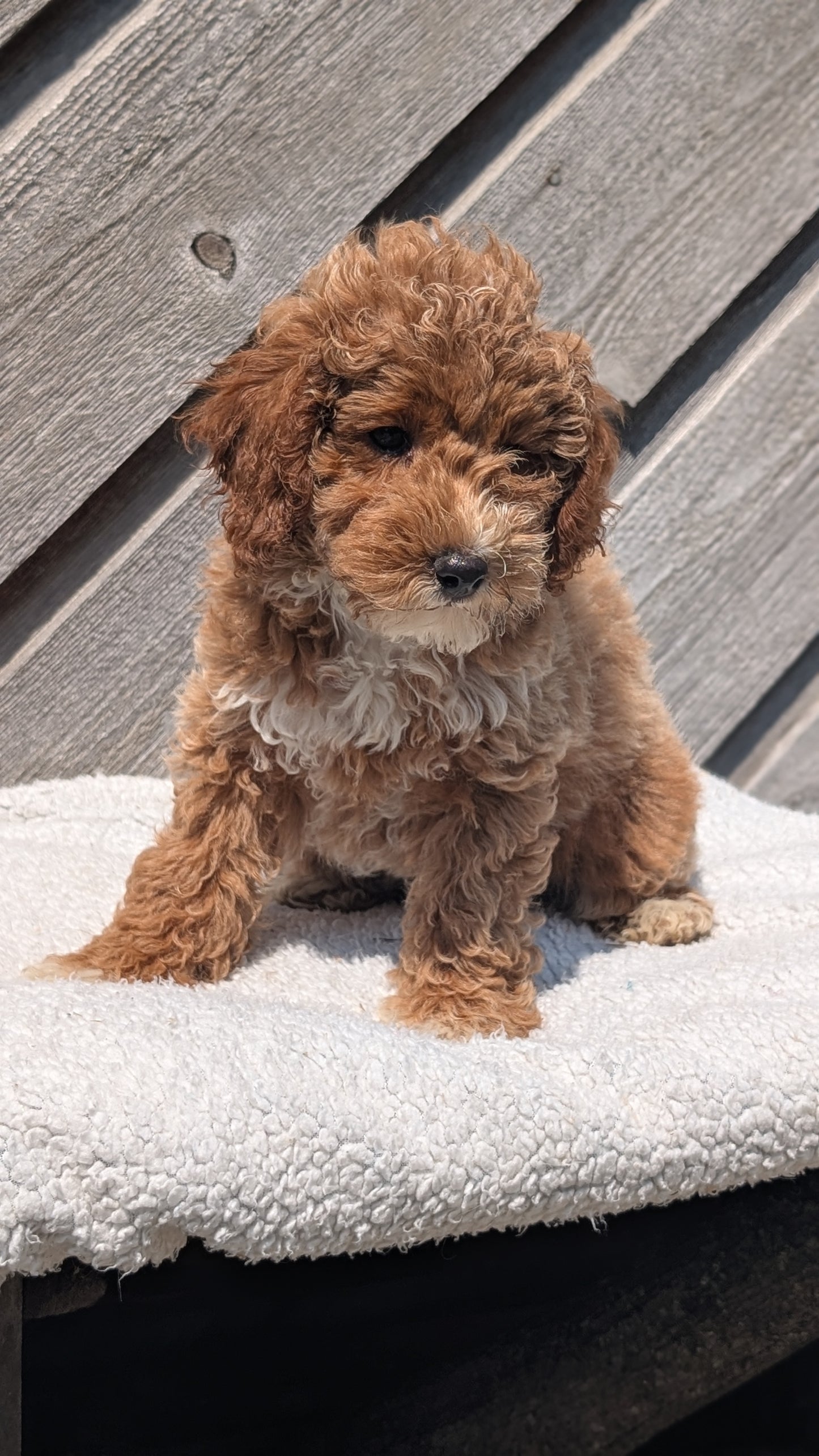 MINI POODLE (MAY 12) FEMALES