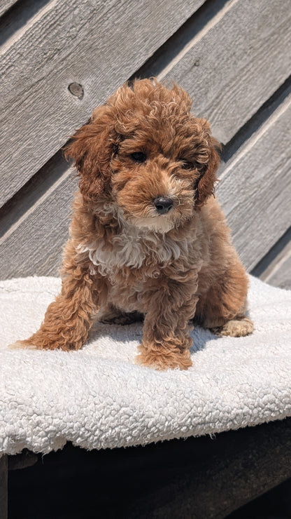 MINI POODLE (MAY 12) FEMALES