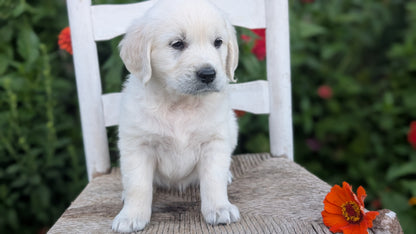 ENGLISH CREAM RETRIEVER (AUG 19) 3 MALES/4 FEMALES