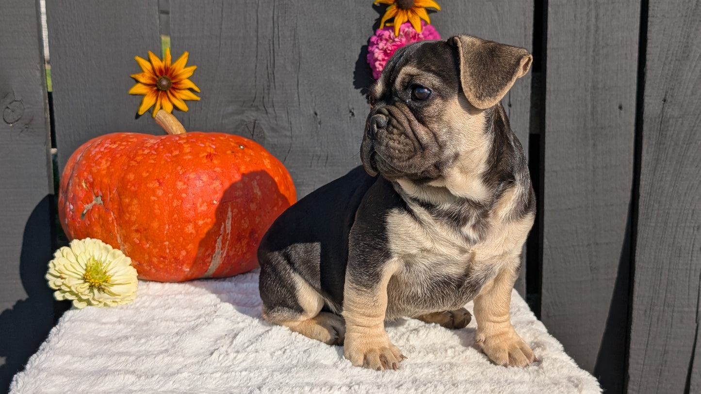 FRENCH BULLDOG (07/08) MALE