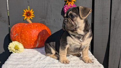 FRENCH BULLDOG (07/08) MALE