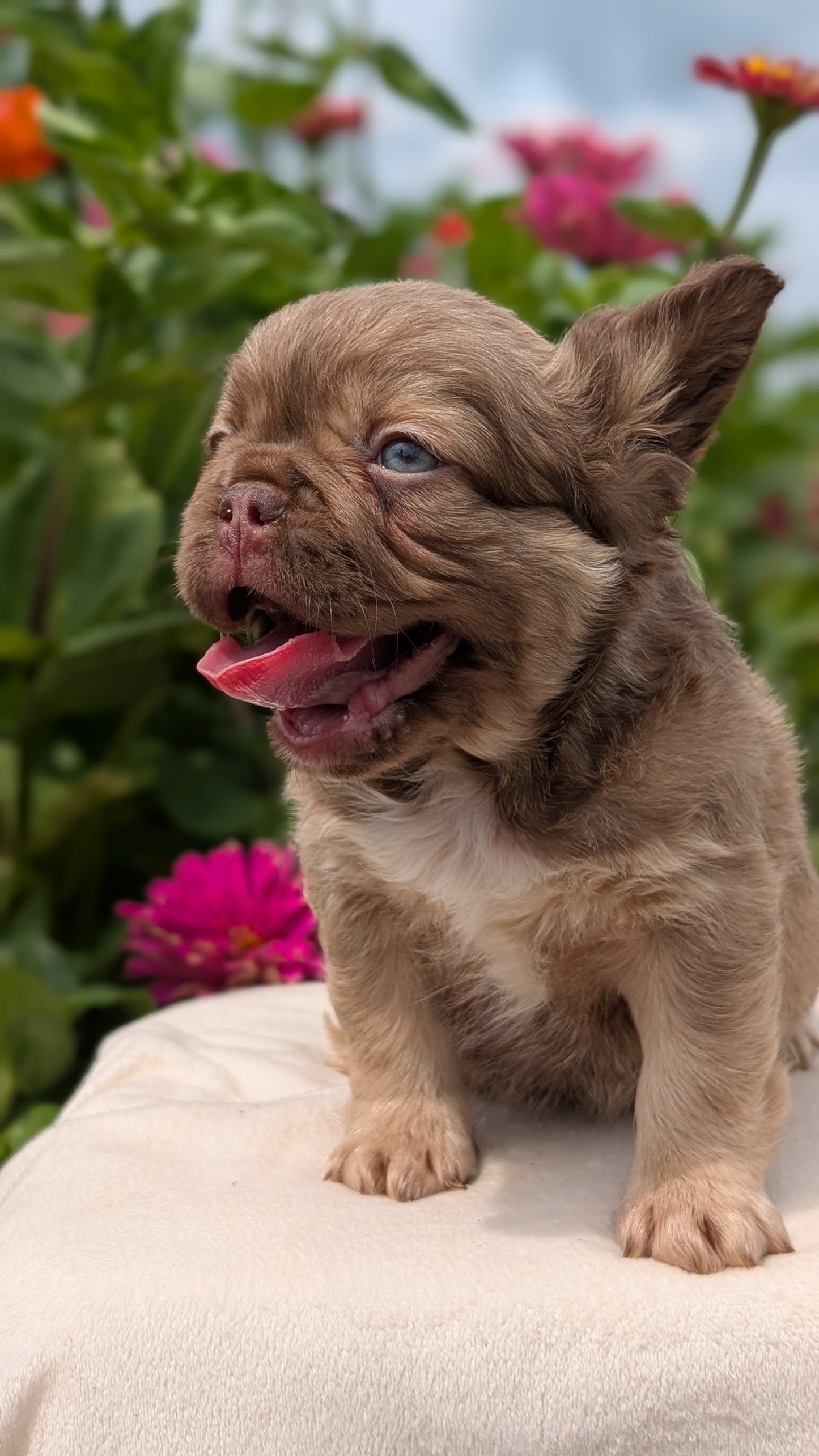 FRENCH BULLDOG (JUN 06) FEMALES