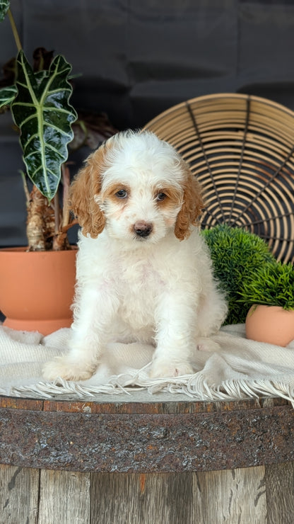 COCKAPOO (MAY 22) FEMALES