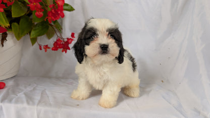 TEDDY BEAR (06/29) FEMALE
