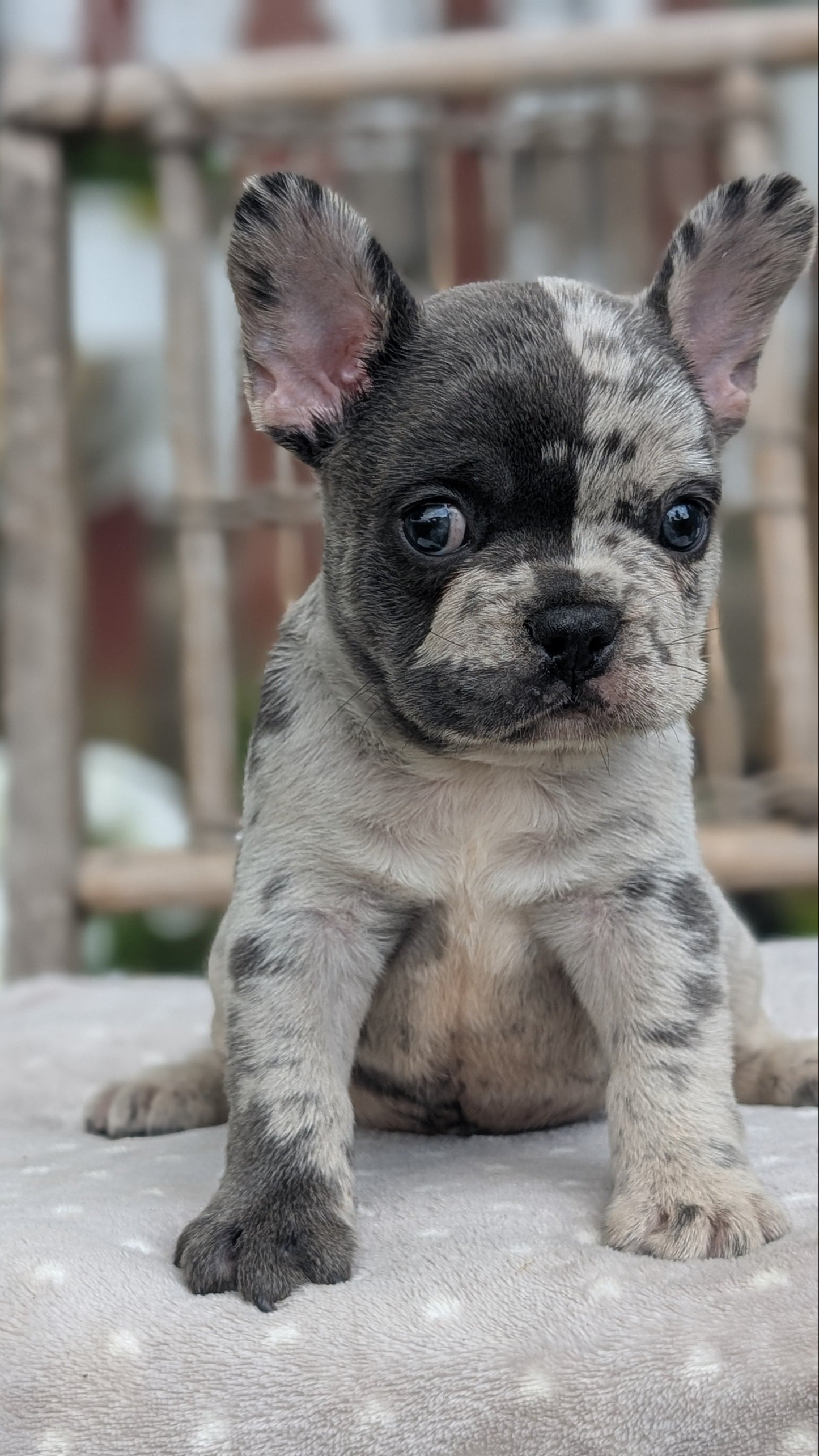 FRENCH BULLDOG (05/20) MALE