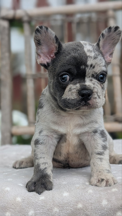 FRENCH BULLDOG (05/20) MALE