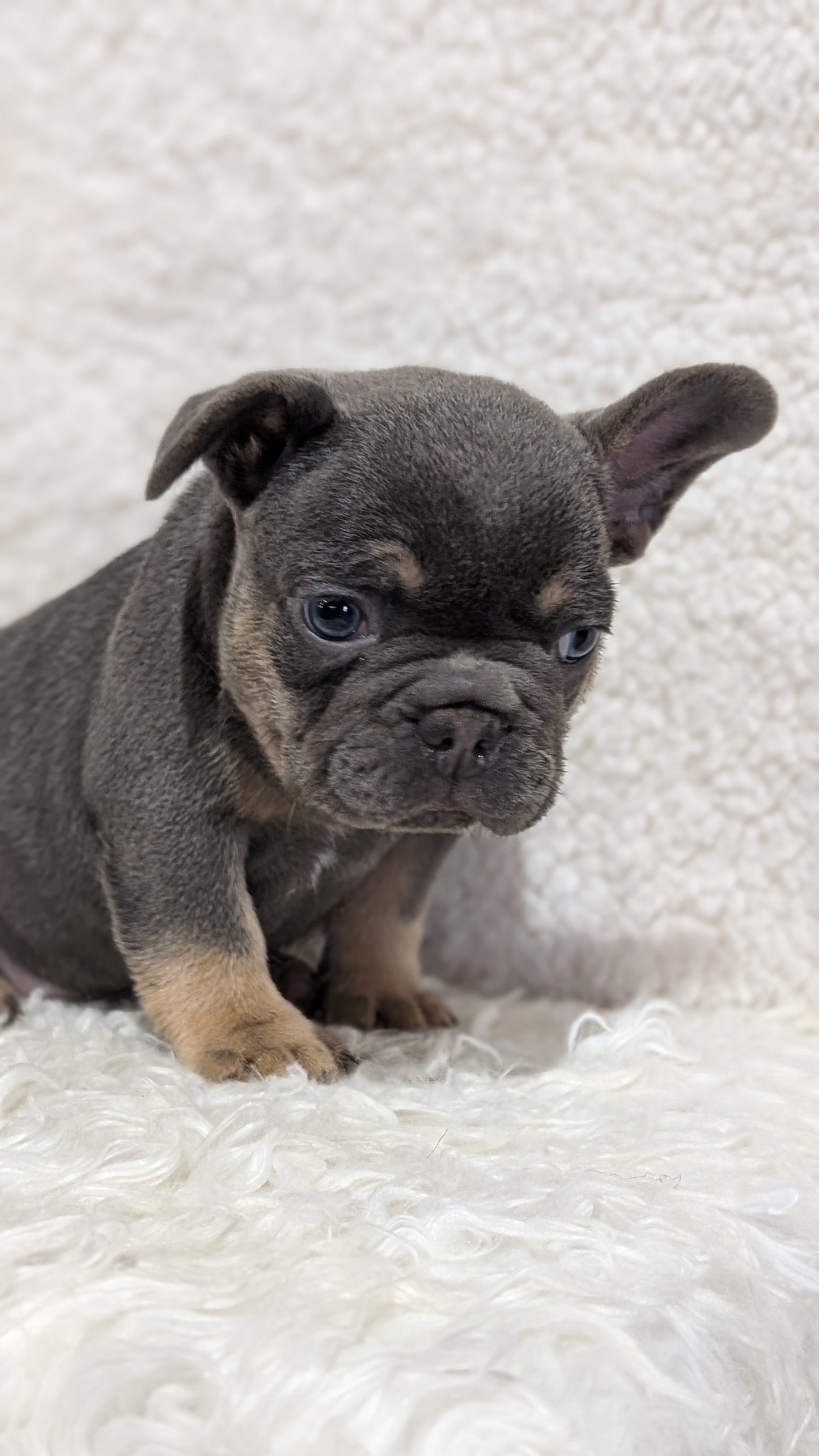 FRENCH BULLDOG (JUN 29) MALES
