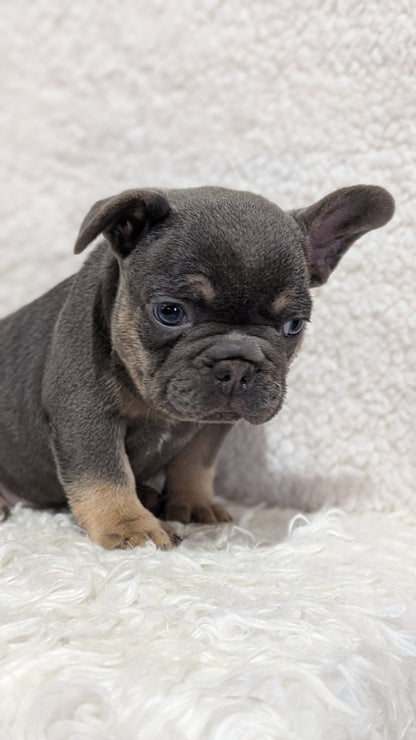 FRENCH BULLDOG (JUN 29) MALES