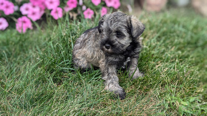 MINI SCHNAUZER (07/26) FEMALE