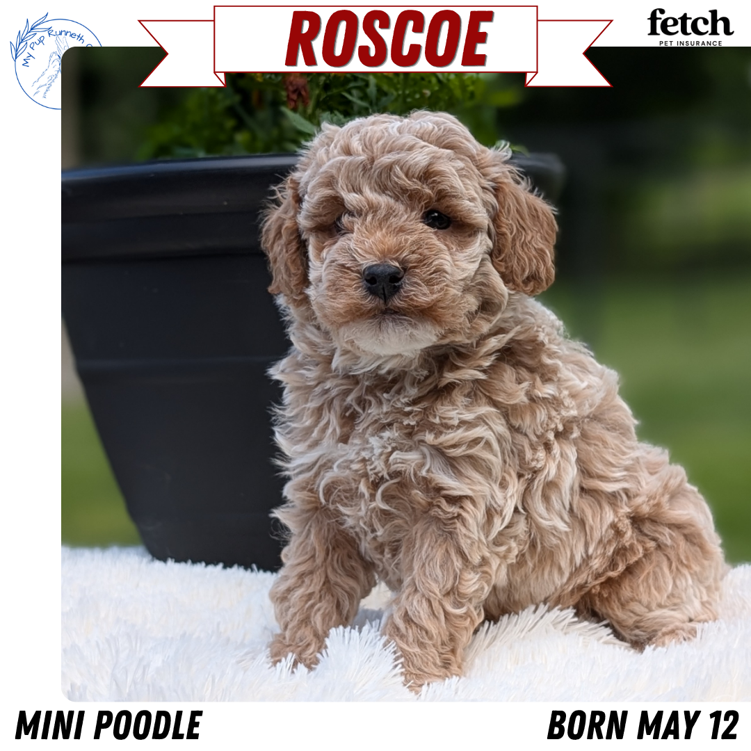 MINI POODLE (MAY 12) MALES