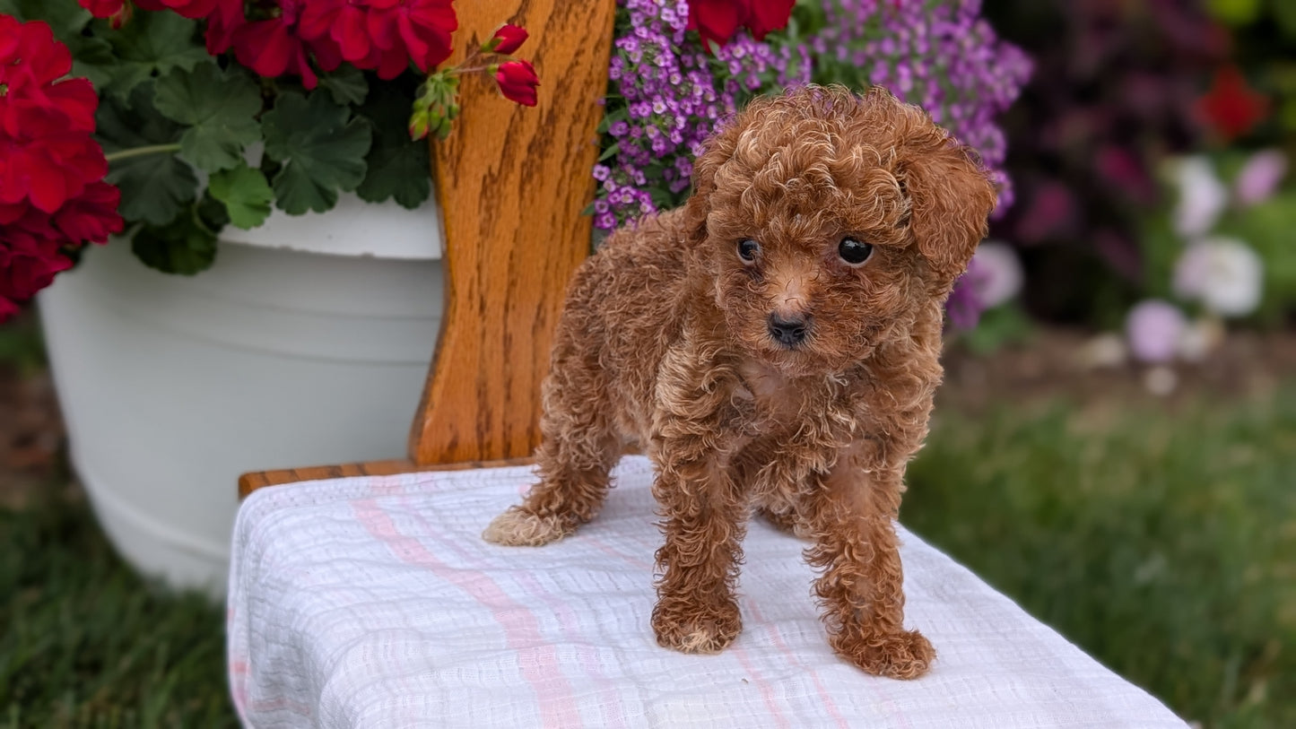 TOY POODLE (JUN 15) FEMALE