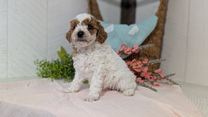 MINI POODLE (DEC 04) MALES