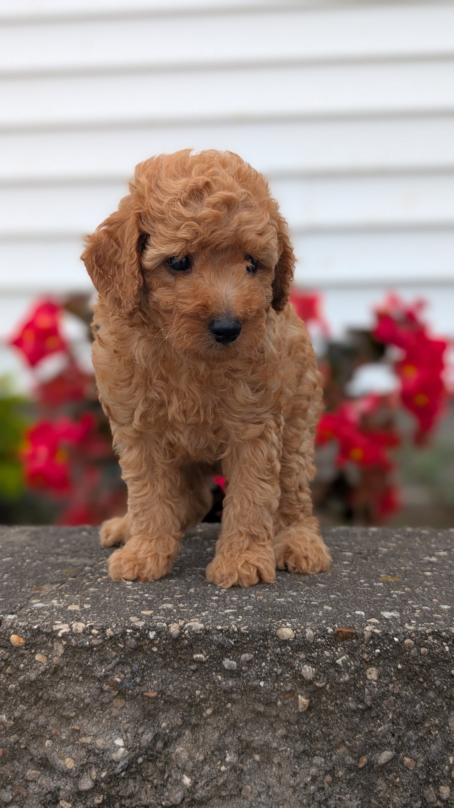 TOY POODLE (07/04) MALE