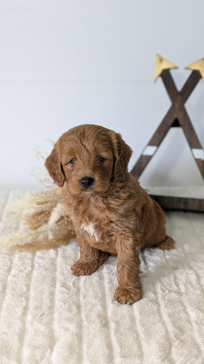 MINI GOLDENDOODLE (03/28) MALE