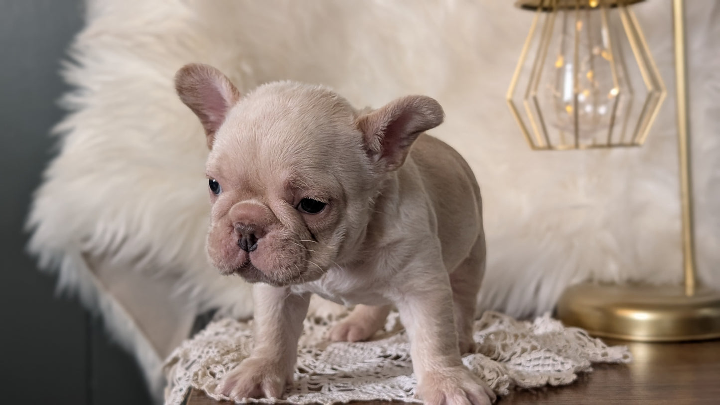 FRENCH BULLDOG (FEB 09) MALE
