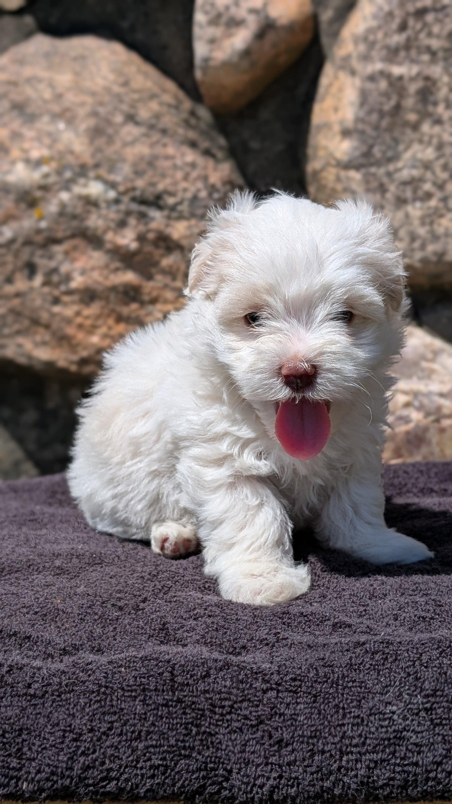HAVANESE (MAY 14) FEMALES