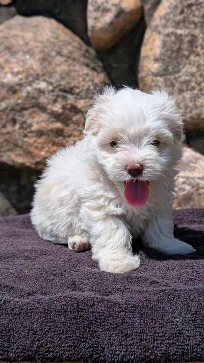 HAVANESE (MAY 14) FEMALES