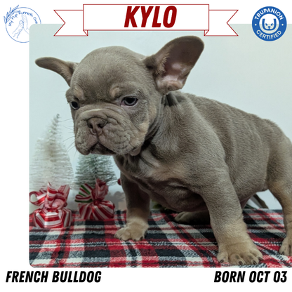 FRENCH BULLDOG (OCT 03) MALES
