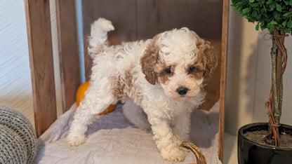 MINI POODLE (AUG 06) 5 FEMALES