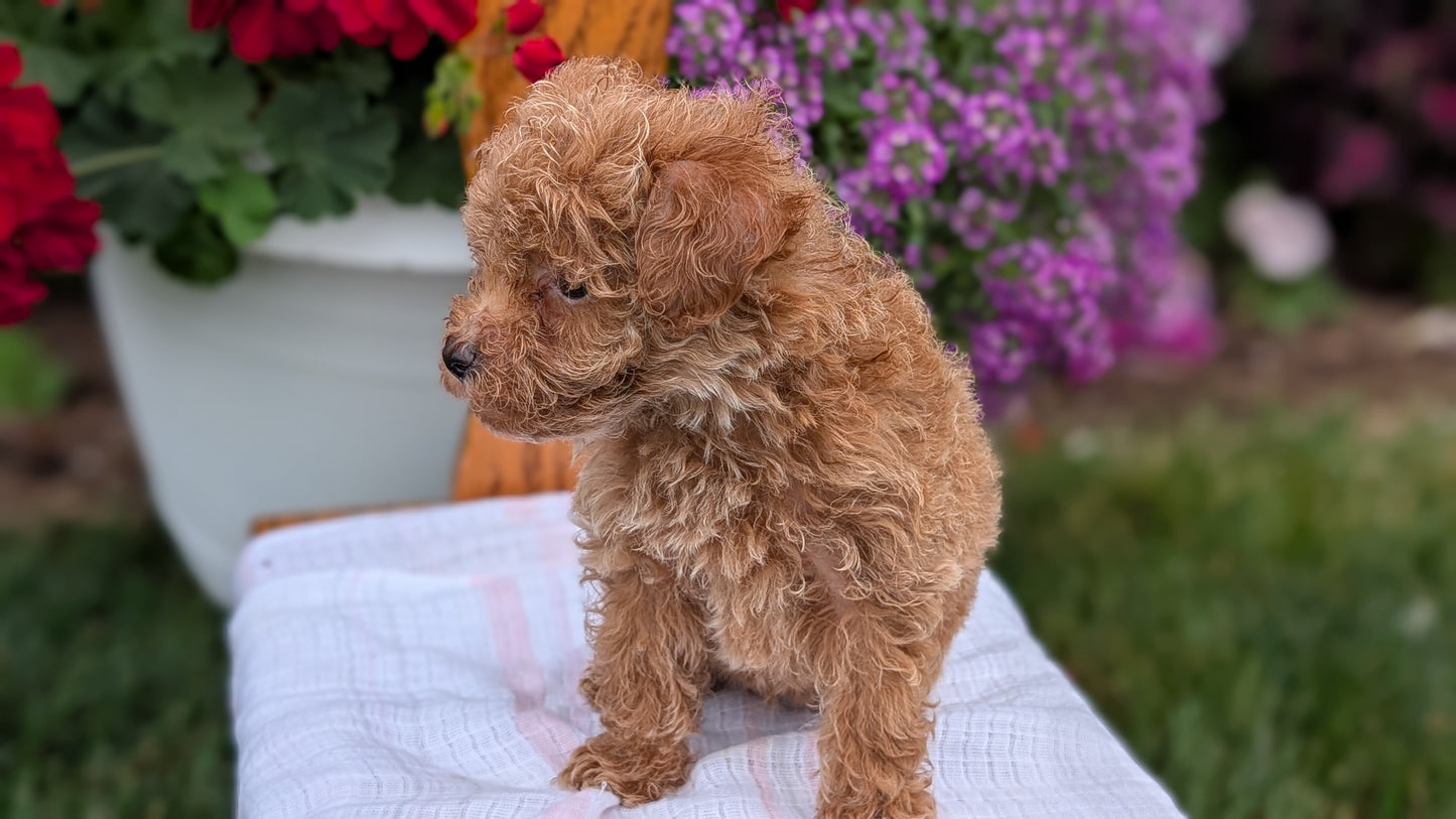 TOY POODLE (JUN 15) MALE