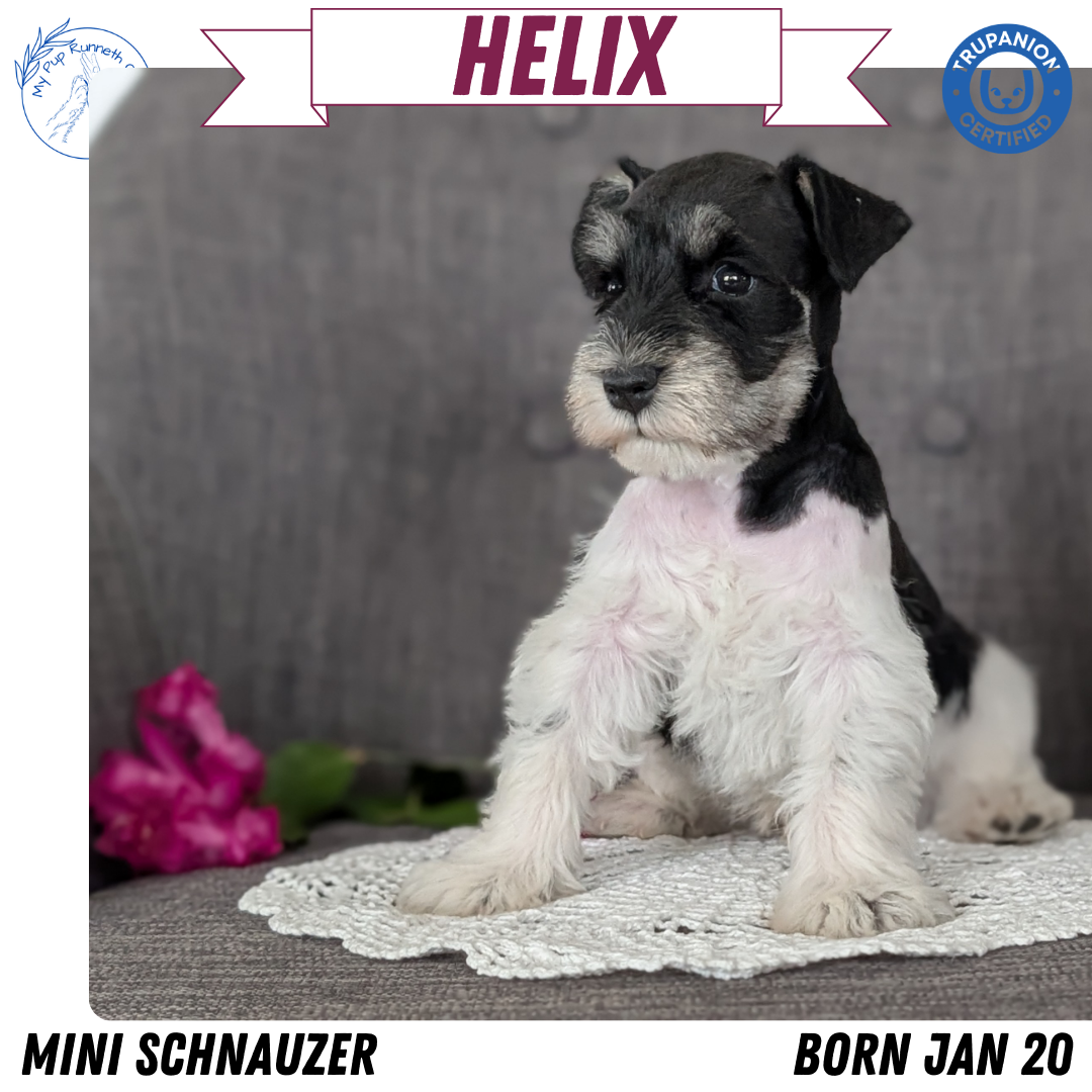 MINI SCHNAUZER (JAN 20) MALES
