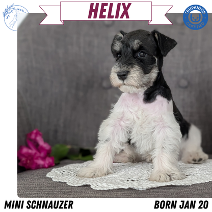 MINI SCHNAUZER (JAN 20) MALES