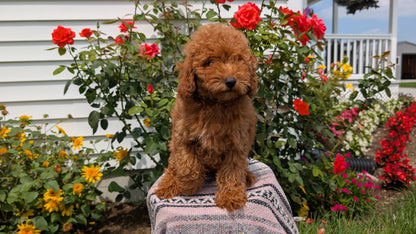 TOY POODLE (05/08) MALE