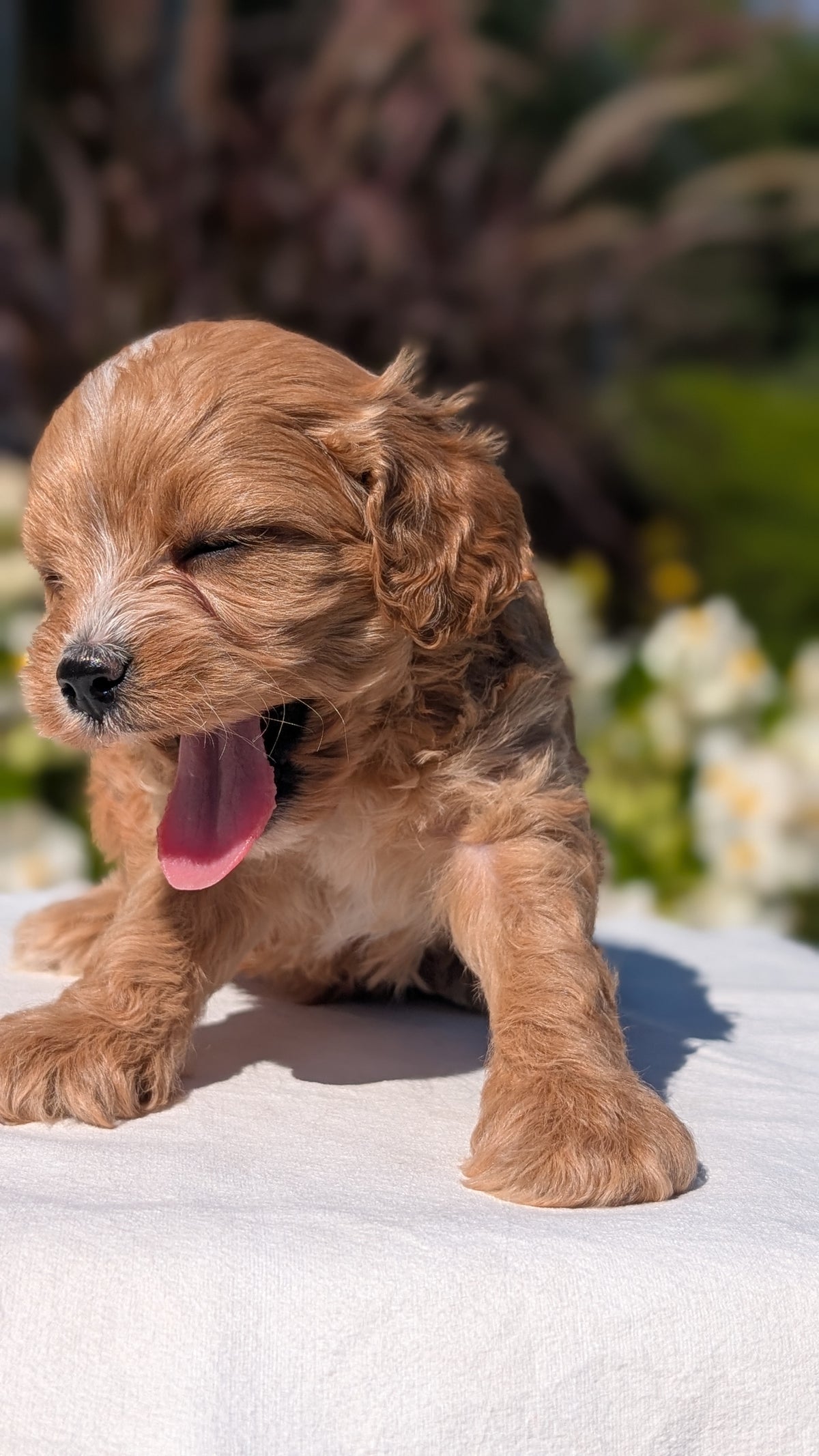 CAVAPOO (AUG 20) 2 MALES/1 FEMALE