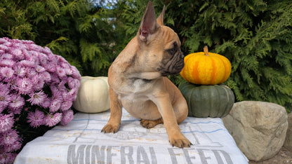 FRENCH BULLDOG (07/15) MALE