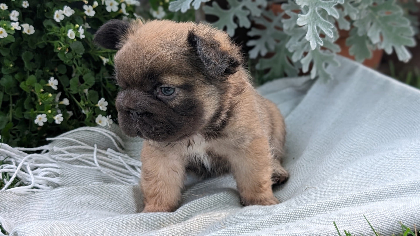 FRENCH BULLDOG (MAY 26) FEMALE