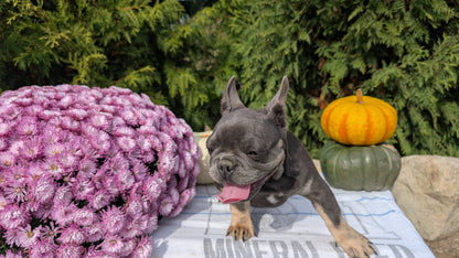 FRENCH BULLDOG (07/03) FEMALE