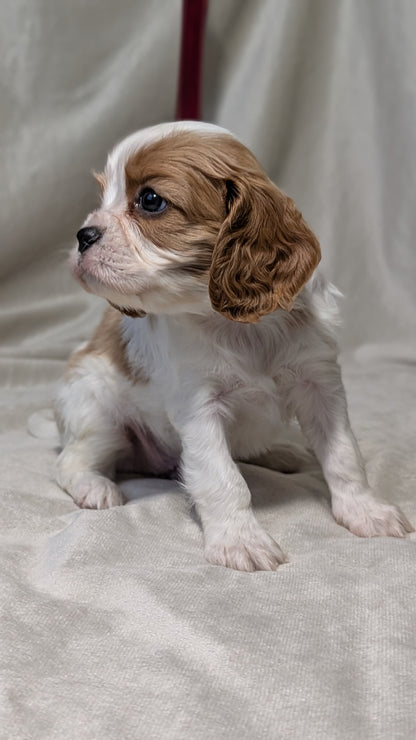 CAVALIER (DEC 03) MALES