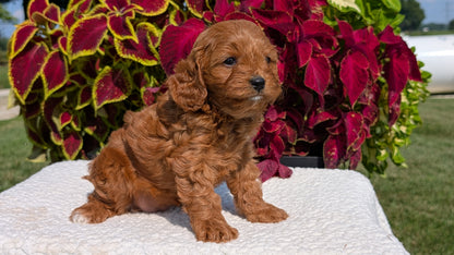 CAVAPOO (07/06) FEMALE