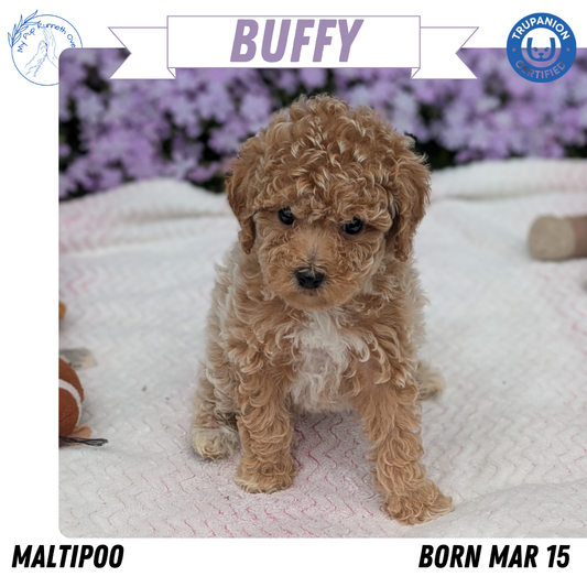 MALTIPOO (03/15) FEMALE