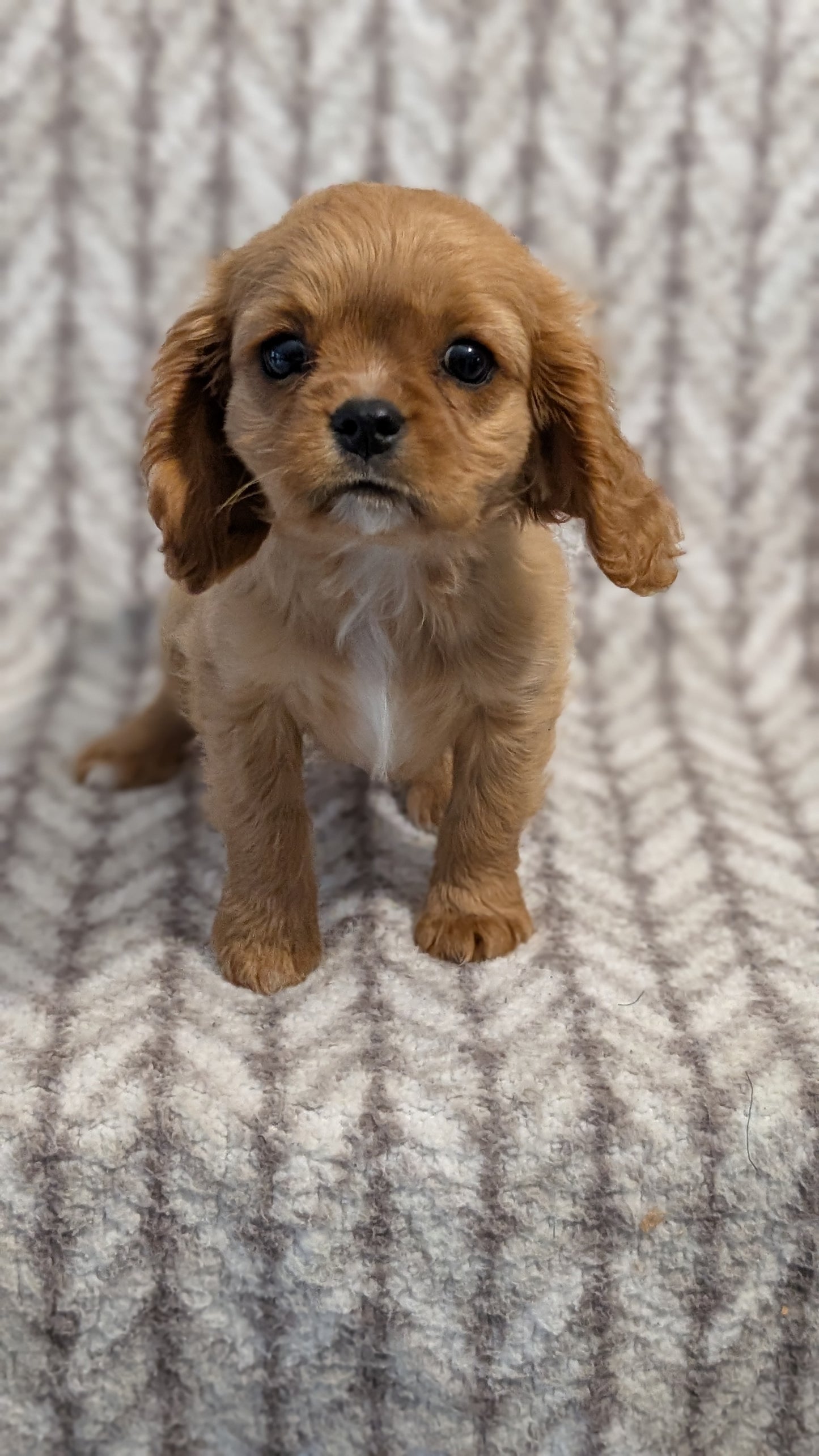 CAVALIER (FEB 24) FEMALE