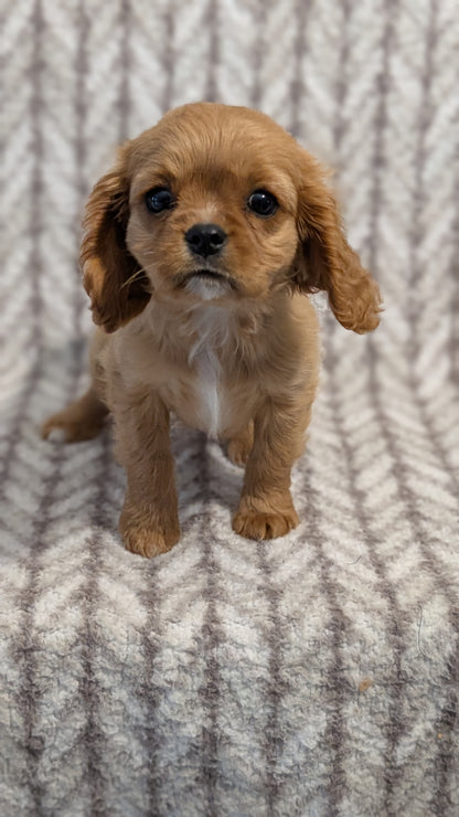 CAVALIER (FEB 24) FEMALE