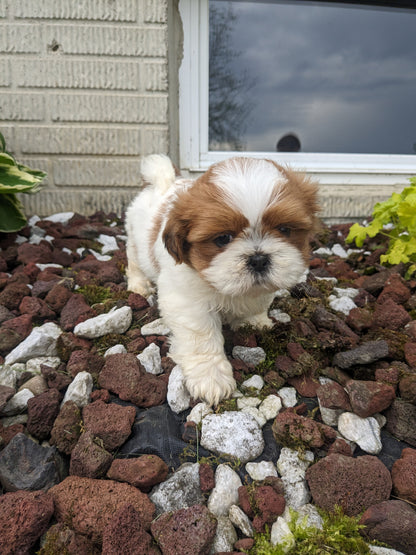 SHIH TZU (03/17) MALE