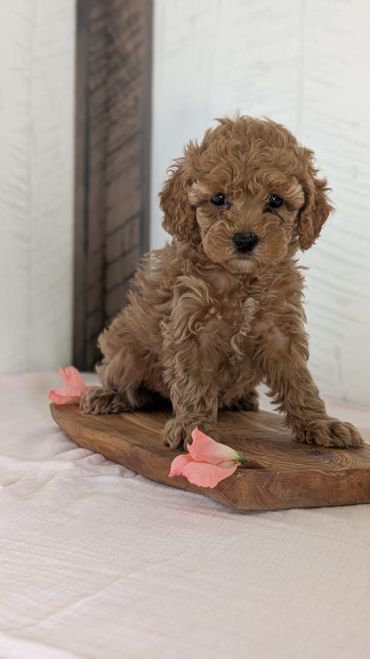 CAVAPOO (FEB 11) FEMALES
