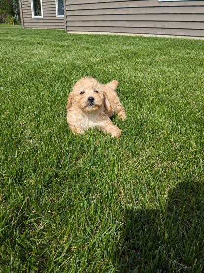 CAVAPOO (03/07) FEMALE