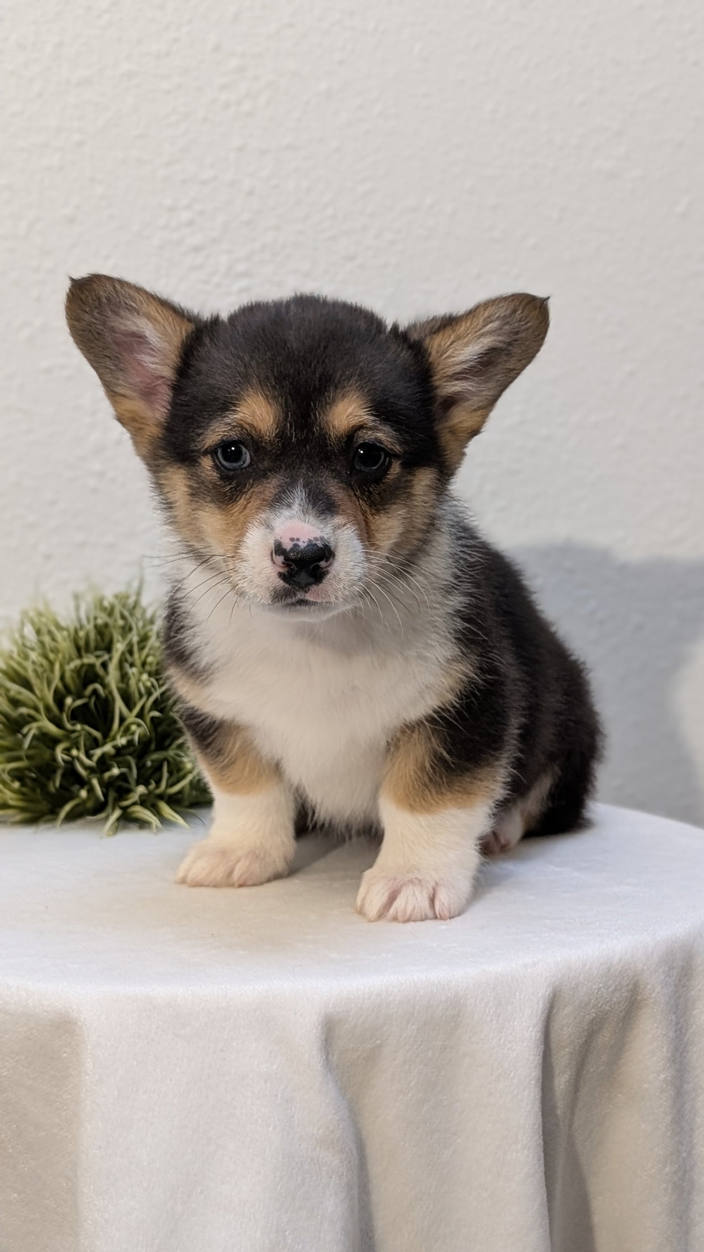 CORGI (JAN 09) MALES
