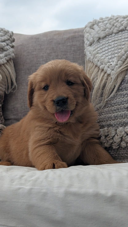 GOLDEN RETRIEVER (JUL 01) FEMALES