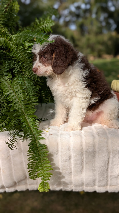 MINI BERNEDOODLE (08/06) MALE