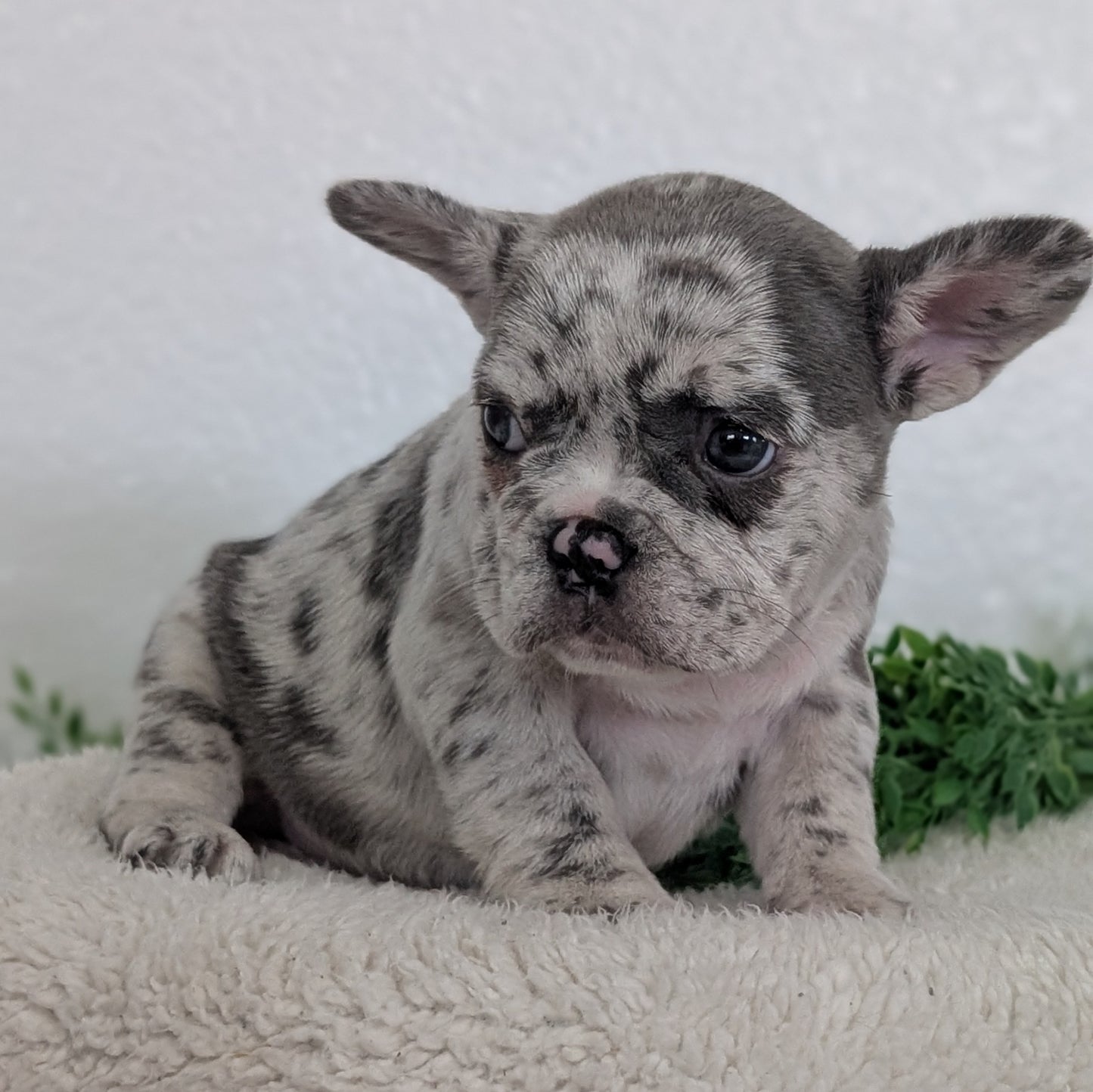 FRENCH BULLDOG (FEB 16) FEMALES