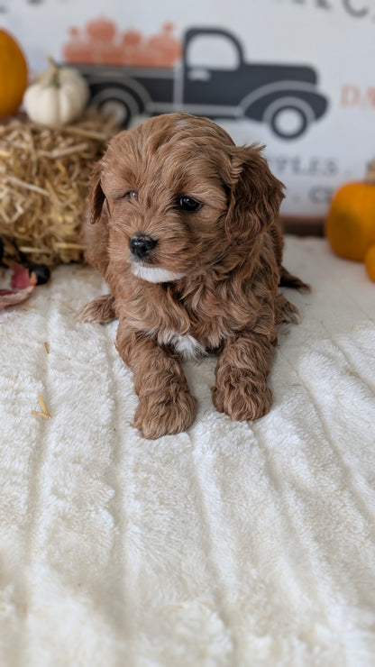 MINI GOLDENDOODLE (09/21) FEMALE